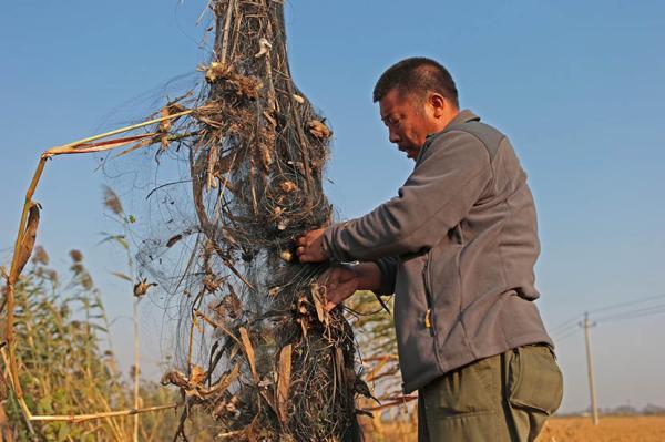 非法捕鸟猖獗 山东无棣作坊24小时生产捕鸟网