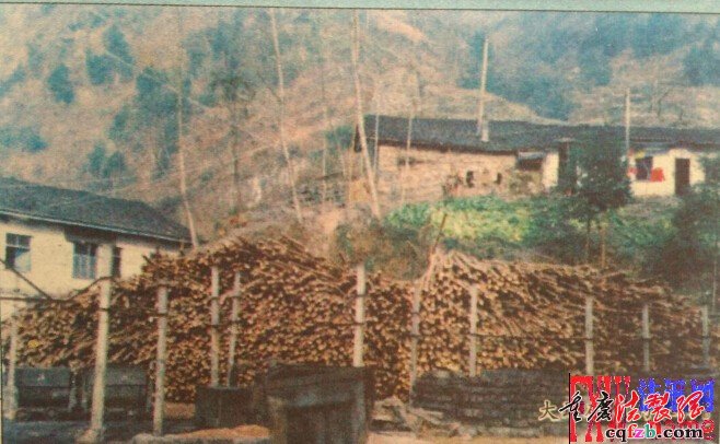  开县天和乡笔山村 木材