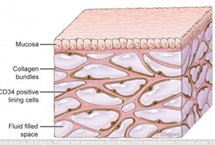 科学家发现新器官，可帮助解释癌症扩散